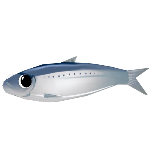 Sardine